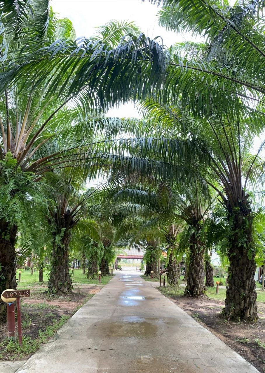 Palm-lined garden path